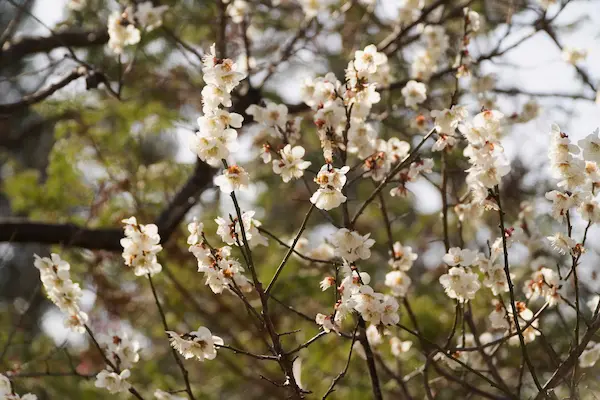 Garden of flowers (3)